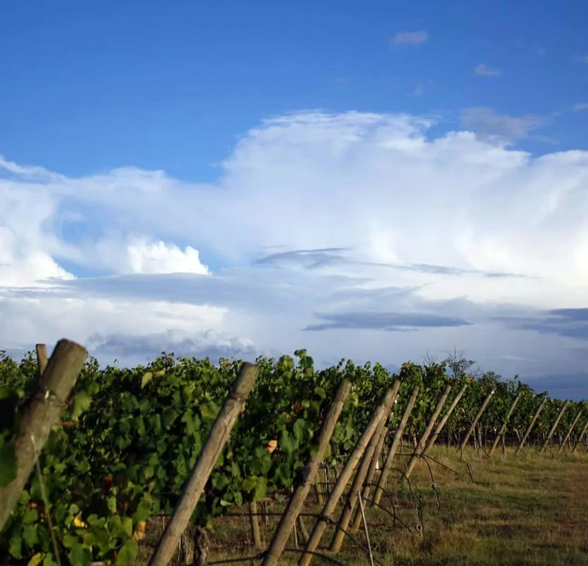 Bonnievale Valley landscape surrounding the kennels