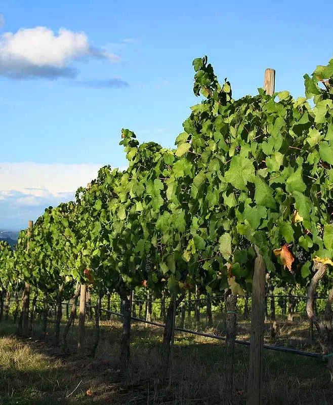 Bonnievale Kennels set among vineyards in the Breede River Valley