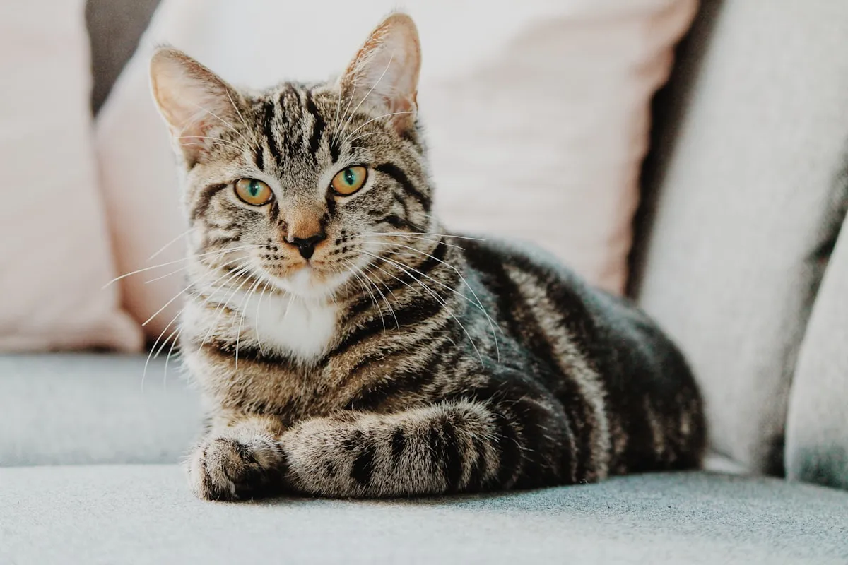 Relaxed tabby cat in the peaceful Bonnievale Kennels cattery
