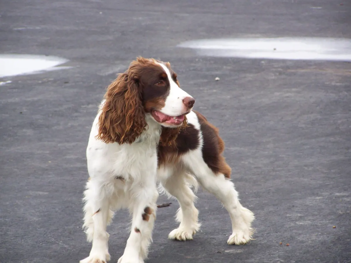 Springer Spaniel